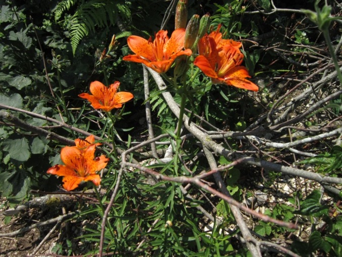 di nuovo sui gigli rossi....Lilium bulbiferum